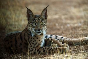 LINCE IBÉRICO 