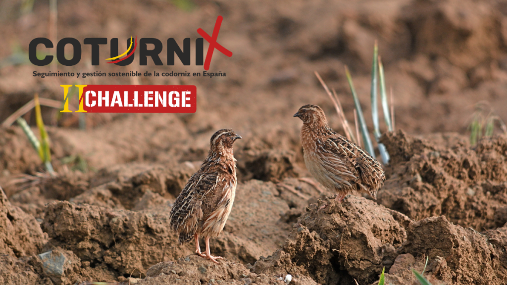 SEGUNDO ‘COTURNIX CHALLENGE’