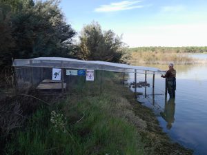 JAULONES PROYECTO LIFE CERCETA PARDILLA